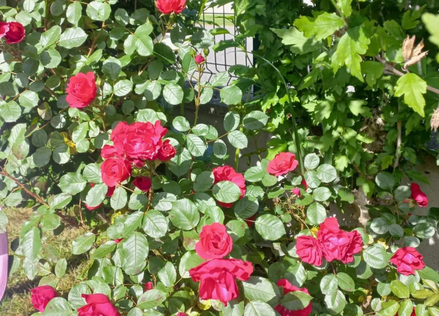 Maison Avec Jardin Adé Appartement